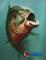 《食人鱼3D》海报