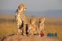 《非洲猫科：勇气国度》剧照