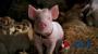 《小猪宝贝2：小猪进城》海报