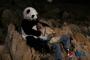 《我是大熊猫之熊猫大侠》剧照
